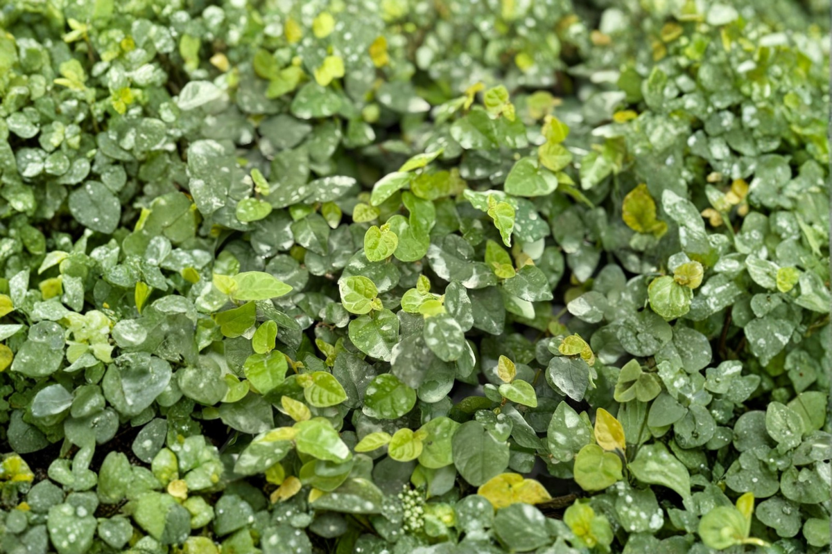 Creeping Fig Ficus pumila - 2" Pot Starter Live Plant, Trailing Tropical Vine