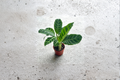 Calathea Zebrina Zebra Plant - Fully Rooted Starter Live Plant
