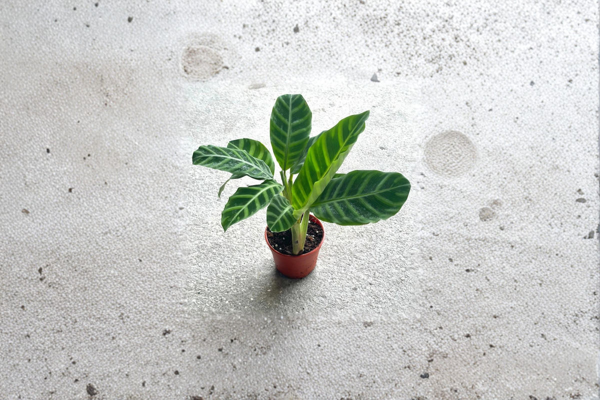 Calathea Zebrina Zebra Plant - Fully Rooted Starter Live Plant