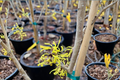 Witch Hazel Angel Hamamelis mollis 12" Grafted Live Plant
