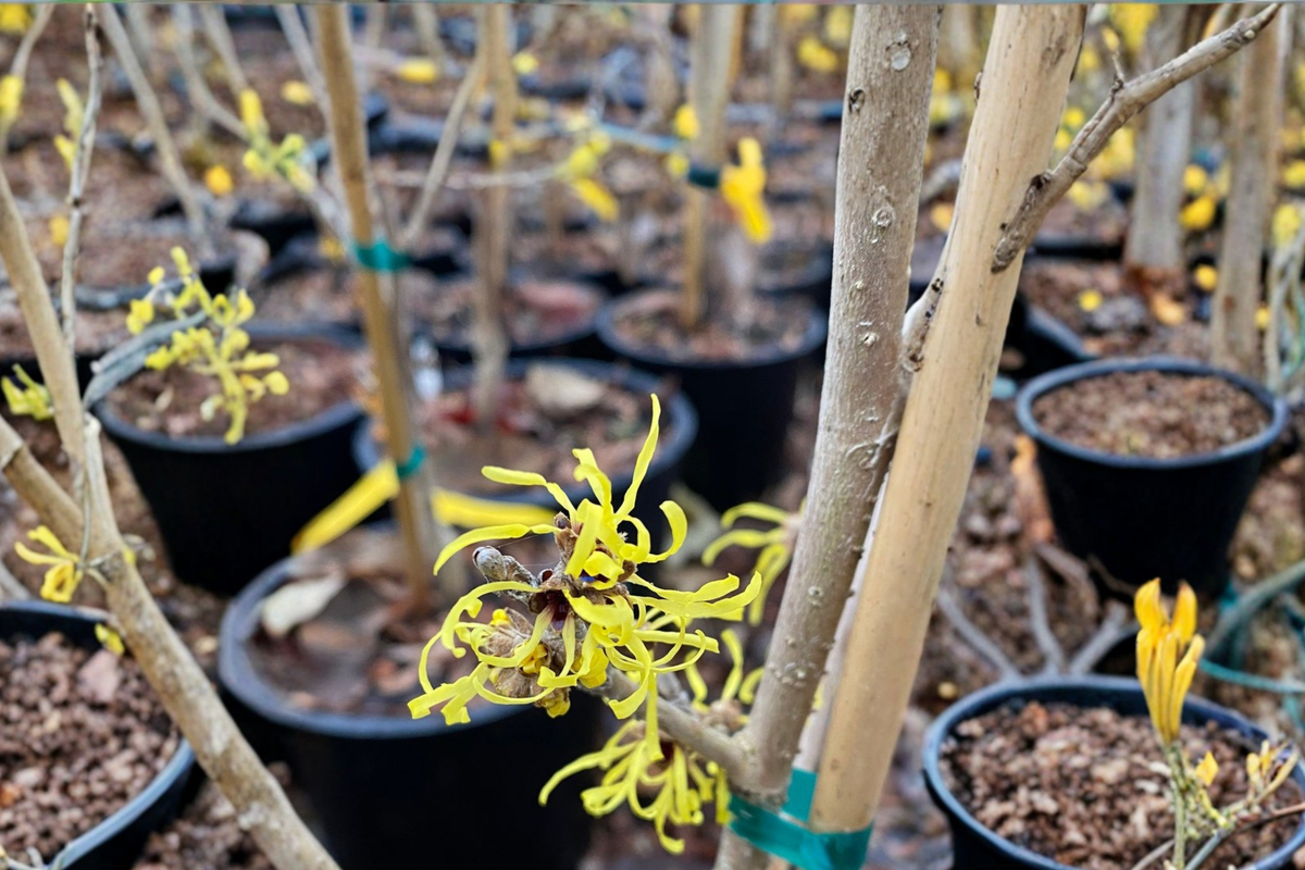 Witch Hazel Angel Hamamelis mollis 12" Grafted Live Plant