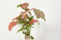 Syngonium Pink Perfection - Pink Variegated Arrowhead Live Plant, 4-Inch Pot