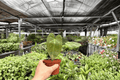 Anthurium Xone 2 Live Plants in 4-Inch Pots – Exact Plants