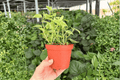 Variegated Cupid Peperomia (Peperomia scandens ‘Variegata’) - 2 Live Plants in 4-Inch Pots