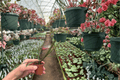 Hoya insularis - 2 Live Starter Plants, Bare Root, 2-Inch Nursery Pot Size