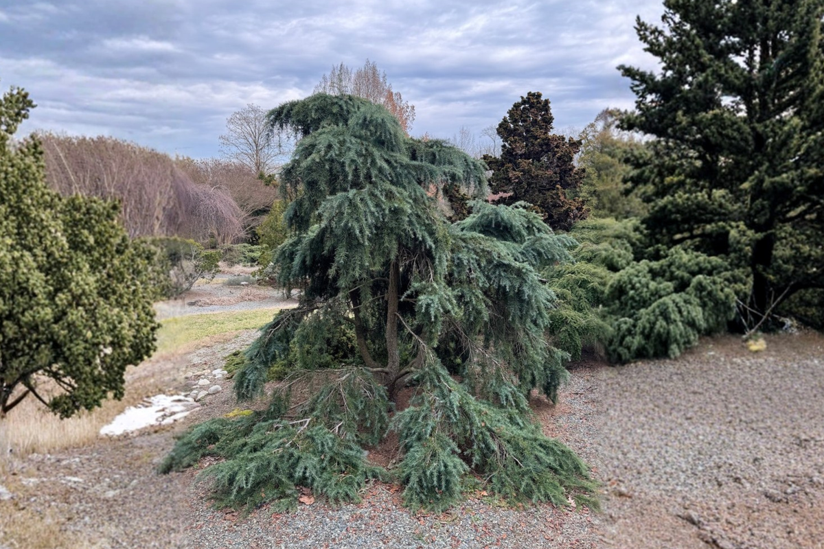 Feeling Blue Deodar Cedar Live Plant – Cedrus deodara ‘Feeling Blue’ 1 Gallon, 12" Tall