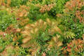 Daweswood Tawny Fleece Dawn Redwood Live Plant (Metasequoia glyptostroboides) 8-Inch 1-Year Grafted