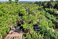 Cave Hill Bald Cypress (Taxodium distichum ‘Cave Hill’) – 8 inch Live Graft