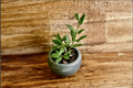 Bay Laurel (Laurus nobilis) Live Small-Size Plant | Evergreen Culinary Herb Tree
