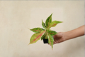 Aglaonema Night Sparkle - 2" Rooted Starter Plant