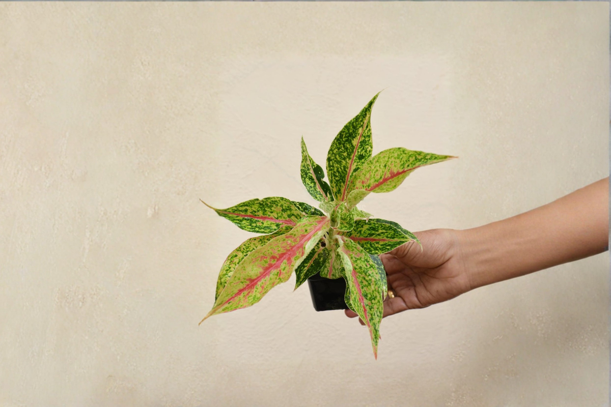 Aglaonema Night Sparkle - 2" Rooted Starter Plant