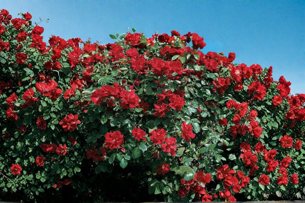 Red Climbing Rose Seeds - 10 Pack, Fresh Seed, Scented Vine for Trellis & Garden