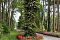 Climbing Hydrangea Hydrangea anomala subsp. petiolaris - 4" Live Plant