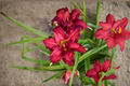 Double Pardon Me Daylily Bare Root Plant — Red Double Blooms, Hemerocallis
