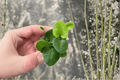 Heart Leaf Fern Hemionitis arifolia - 2 Live Starter Plants in Soil Pods