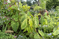 White Duster Kousa Dogwood Live Plant - 12 Inch, 1 Year Grafted