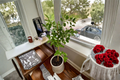 Thornless Key Lime Tree – Grafted Fruiting-Age Citrus Tree, Tall Evergreen for Patio, Container, or Orchard
