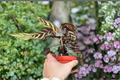 Calathea Makoyana Peacock Plant | Rooted Starter Live Plant
