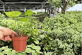 Anthurium Hoffmannii x Green Mamba - 2 Live Plants in 4-Inch Pots