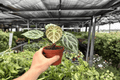 Anthurium Silver Blush x Silver Chrome - 2 Live Plants in 4-Inch Pots