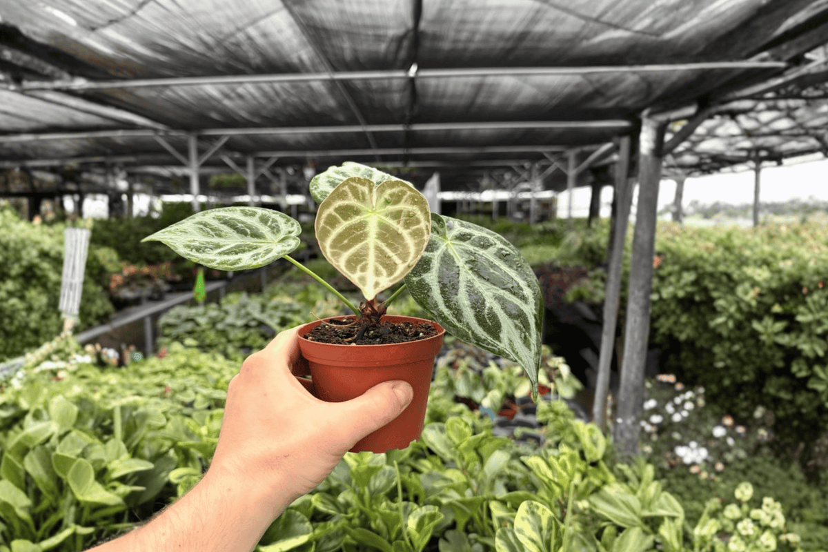 Anthurium Silver Blush x Silver Chrome - 2 Live Plants in 4-Inch Pots