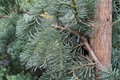 DelBar Cascade Noble Fir Live Plant - Abies procera 'DelBar Cascade' 1 Gallon Pot 10 Inches Tall