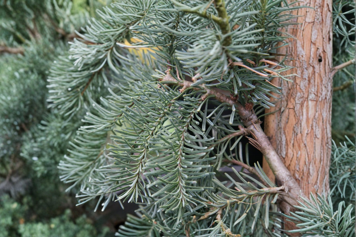 DelBar Cascade Noble Fir Live Plant - Abies procera 'DelBar Cascade' 1 Gallon Pot 10 Inches Tall