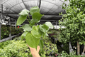 Monstera Deliciosa - 2 Live Plants in 4-Inch Pots (Exact Plants) - Monstera deliciosa