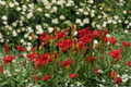 Chicago Apache Daylily Bare Root Plants (3) Red Flowers Hemerocallis