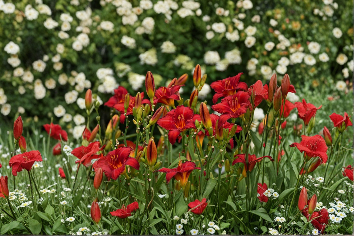 Chicago Apache Daylily Bare Root Plants (3) Red Flowers Hemerocallis