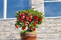 Semi-Dwarf Apple Seeds - 4 Fresh Malus domestica Seeds for Indoor or Outdoor Growing