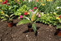 Philodendron Ring of Fire | Rooted 2-Inch Pot Starter Plant