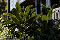 Bay Laurel Live Plant - Rooted Sweet Bay Laurus nobilis Starter Plant 3-4 Inch