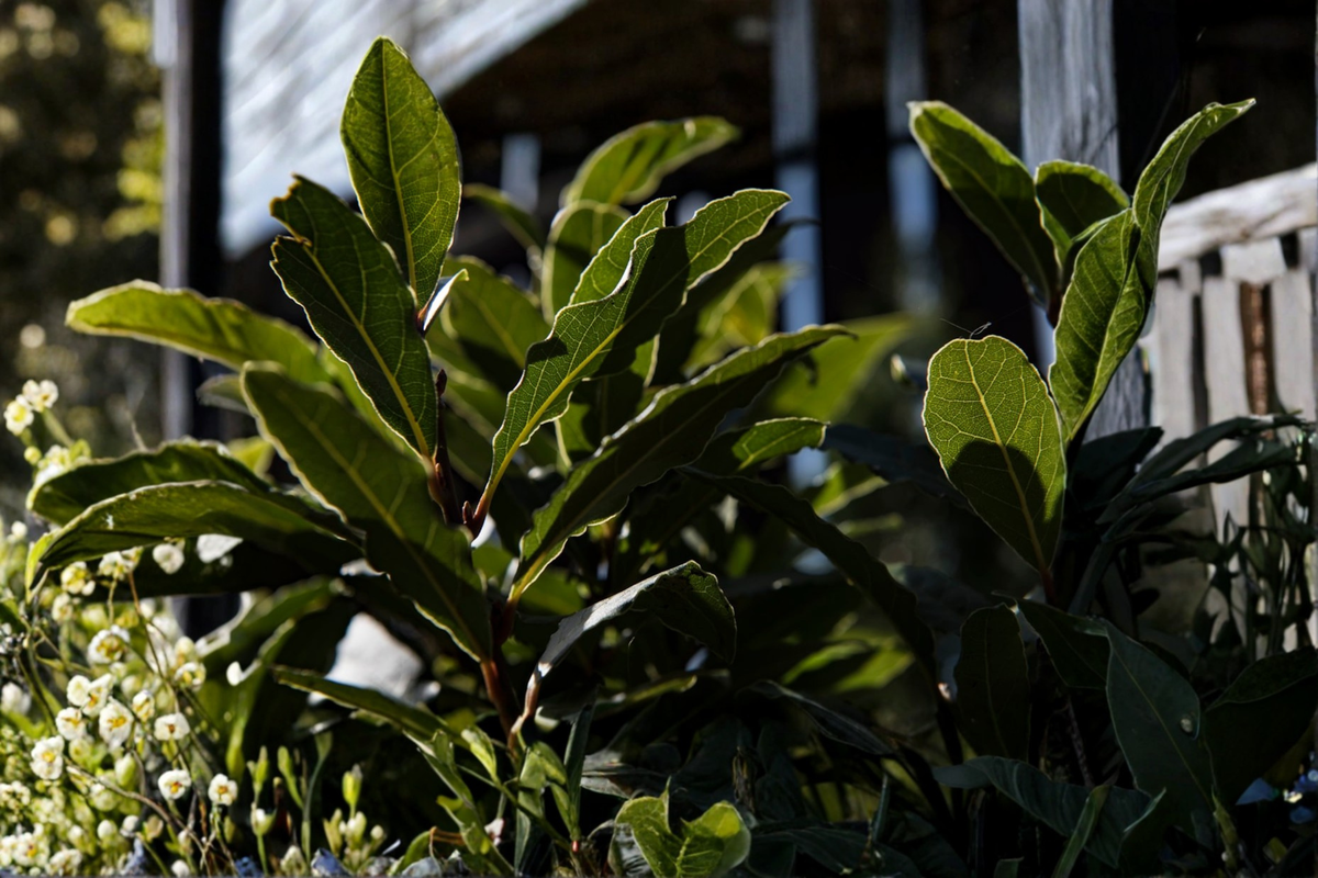 Bay Laurel Live Plant - Rooted Sweet Bay Laurus nobilis Starter Plant 3-4 Inch