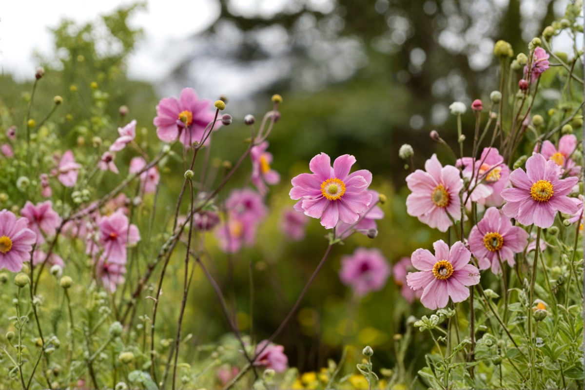 Fantasy Jasmine Windflower Anemone hybrida (Fantasy Jasmine) - 3 Rooted Starter Plants in 1 Qt Pots