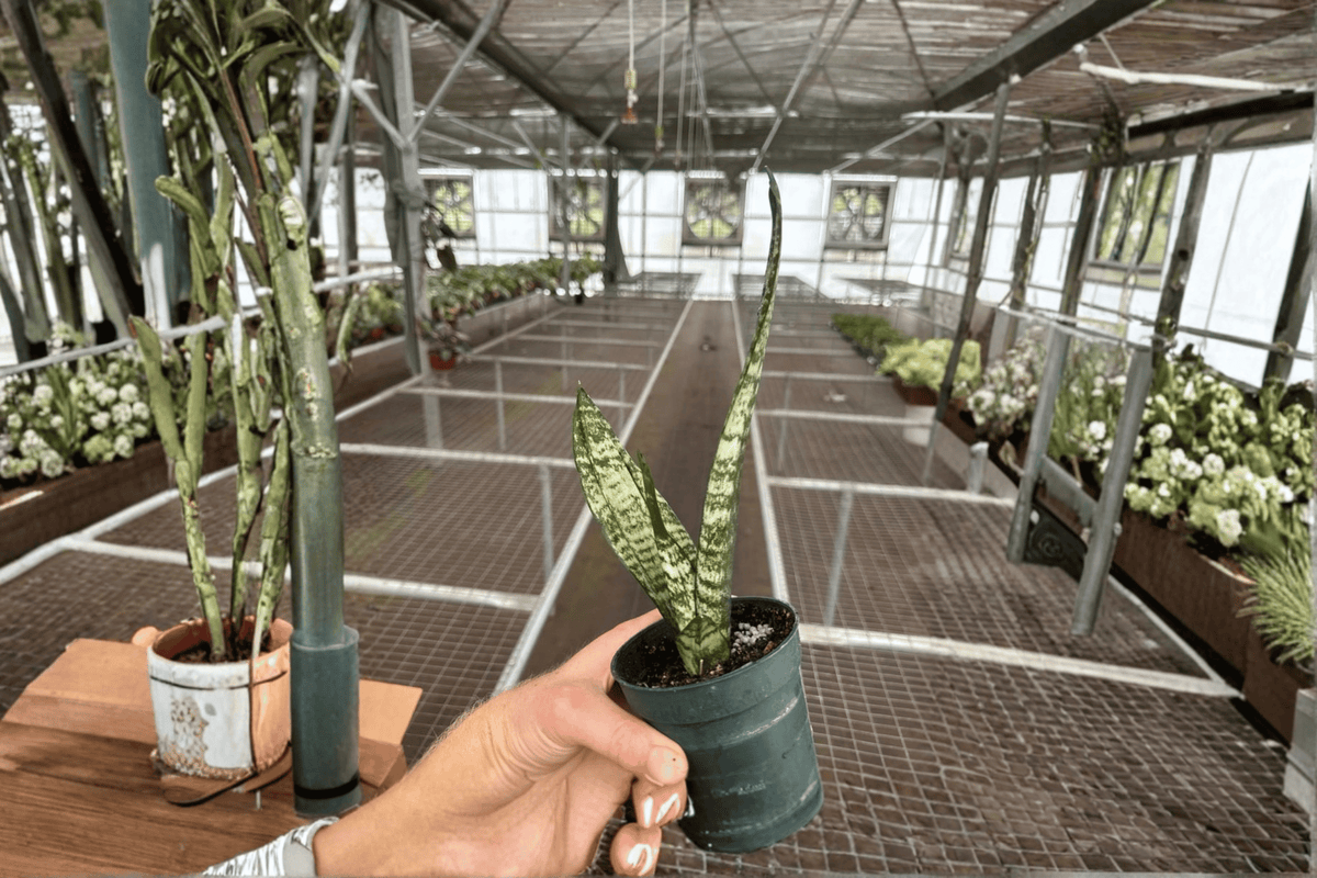 Sansevieria Zeylanica 2 Live Plants in 4-Inch Pots - Dracaena trifasciata ‘Zeylanica’
