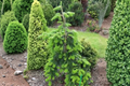 Weeping Veitch Fir Pendula (Abies veitchii) 12" Live Plant in 1 Gallon Pot