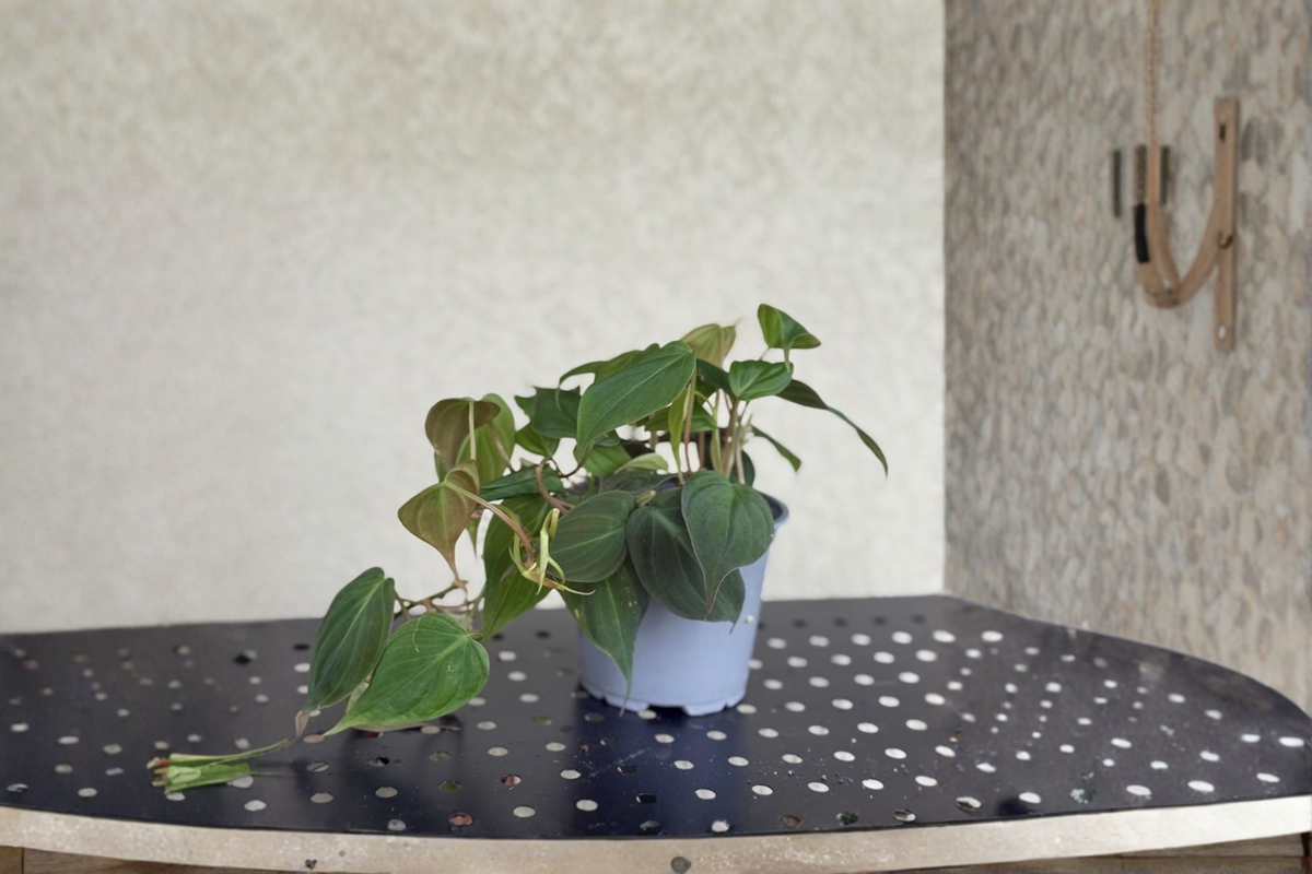 Philodendron Micans Live Plant in 4 Inch Pot – Velvet Heart Leaves, Trailing Houseplant
