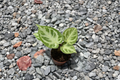 Anthurium Silver Blush Live Plant 2-Inch Pot | Fully Rooted, Velvet Foliage