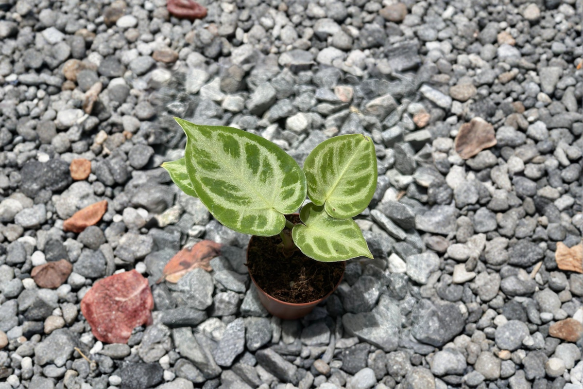 Anthurium Silver Blush Live Plant 2-Inch Pot | Fully Rooted, Velvet Foliage