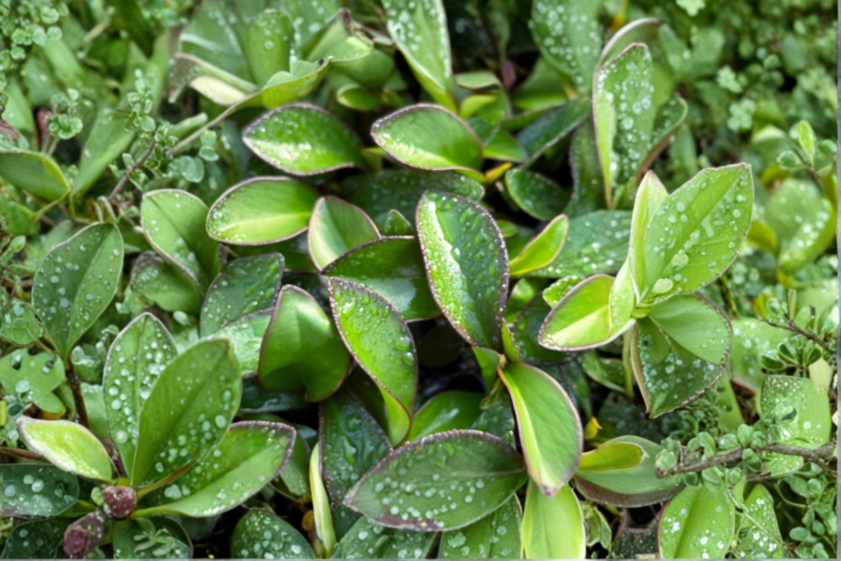 Peperomia Red Edge - Variegated Red Margin Starter Plant in 2-Inch Pot