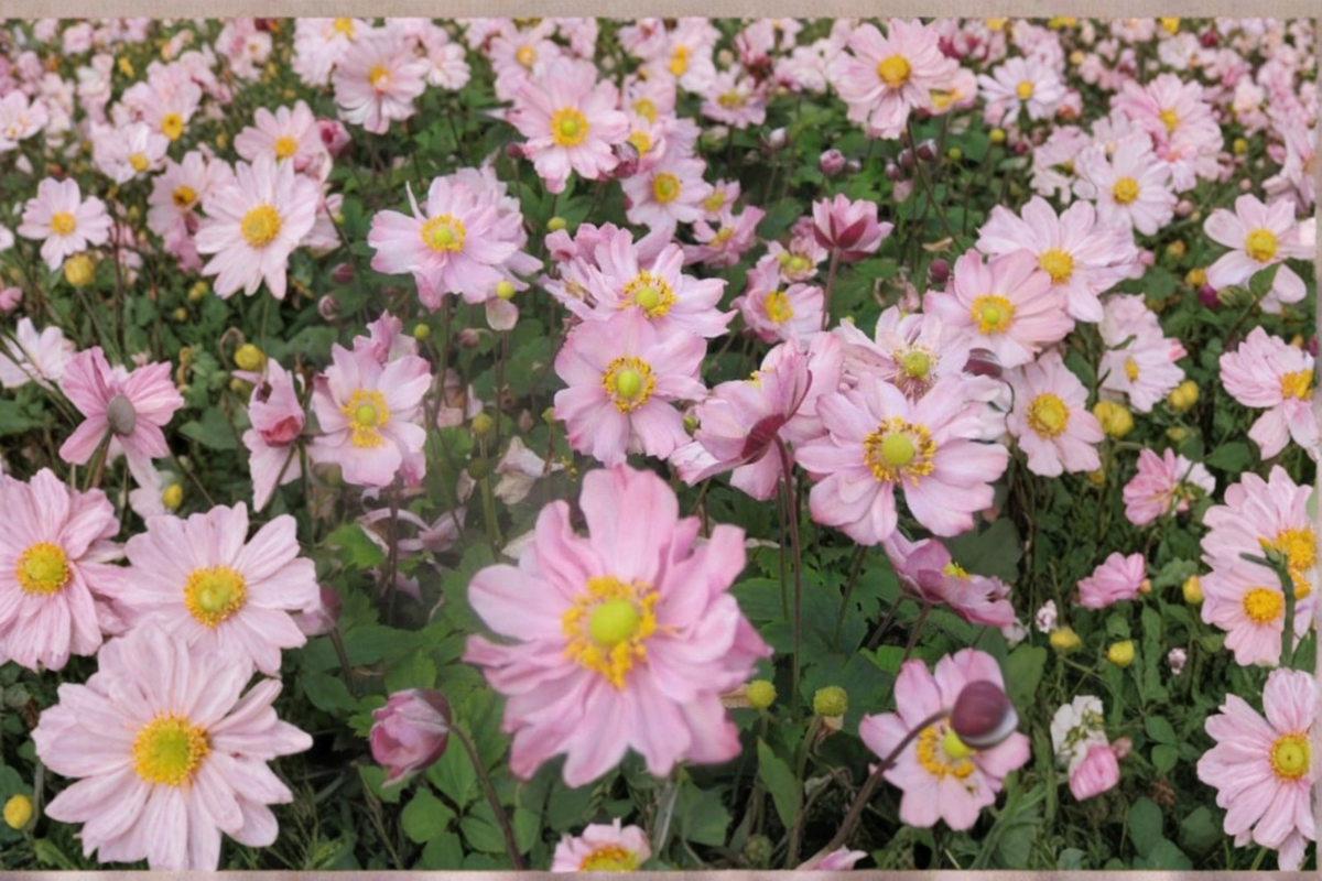 Fantasy Pocahontas Windflower (Anemone hybrida) 3 Rooted Starter Plants in 1 Quart Pots