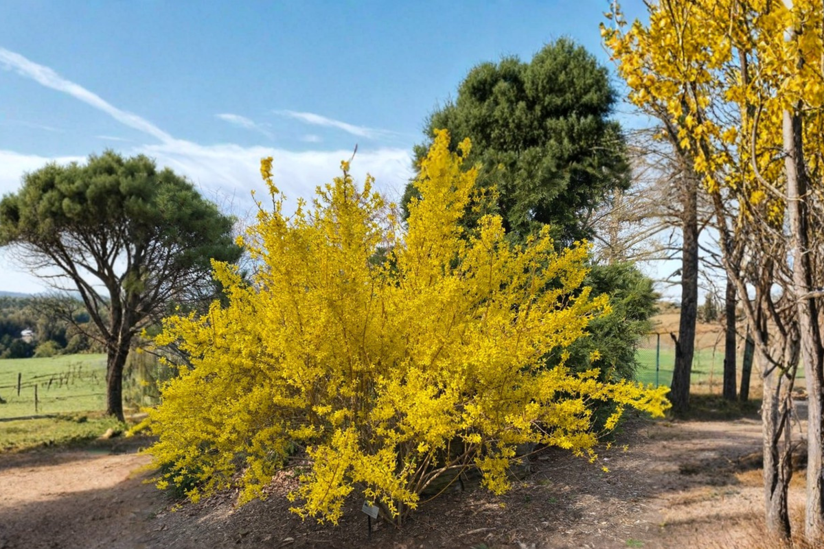 Fiesta Variegated Forsythia - 1 Gallon Live Plant