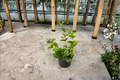 Arabian Sambac Jasmine Live Plant Starter - White Flowers, Indoor/Outdoor