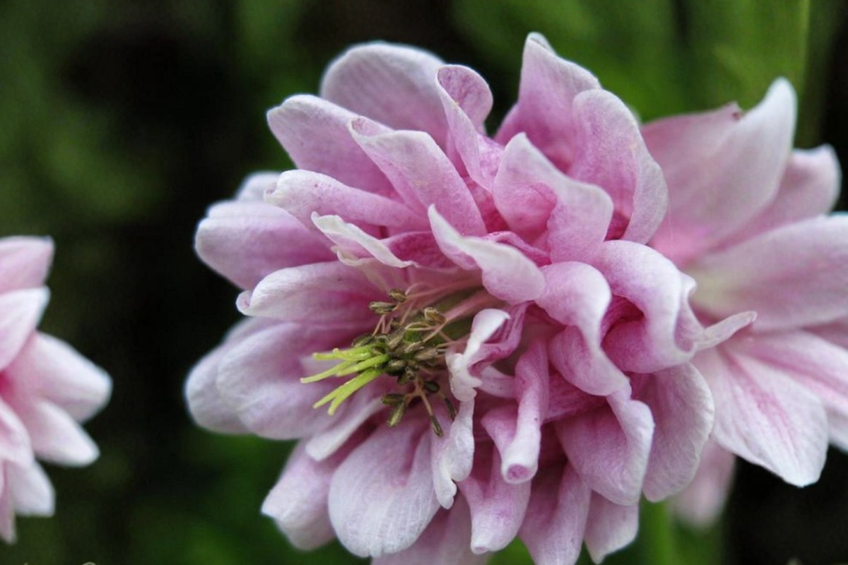 Double Rose Columbine Seeds - 10 Seeds | Aquilegia Hybrid
