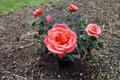Tropicana Hybrid Tea Rose 3 Gal Live Plant – Orange Blooms, Upright Bush, Full Sun
