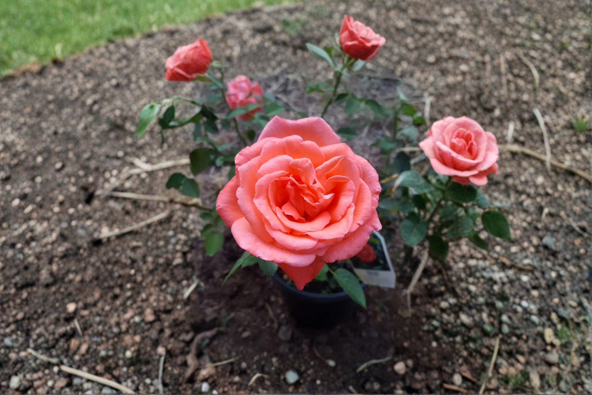 Tropicana Hybrid Tea Rose 3 Gal Live Plant – Orange Blooms, Upright Bush, Full Sun