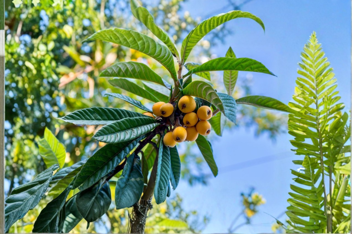 Loquat Tree Live Plant up to 4 ft Tall Evergreen Fruit Tree Ready to Plant