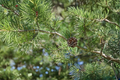 Virginia Pine Live Plant 1 Gallon Pot – Pinus virginiana Native Evergreen Tree, ~12in Tall