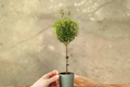 Myrtle Topiary Live Plant - Rooted Starter Plant Bonsai Houseplant
